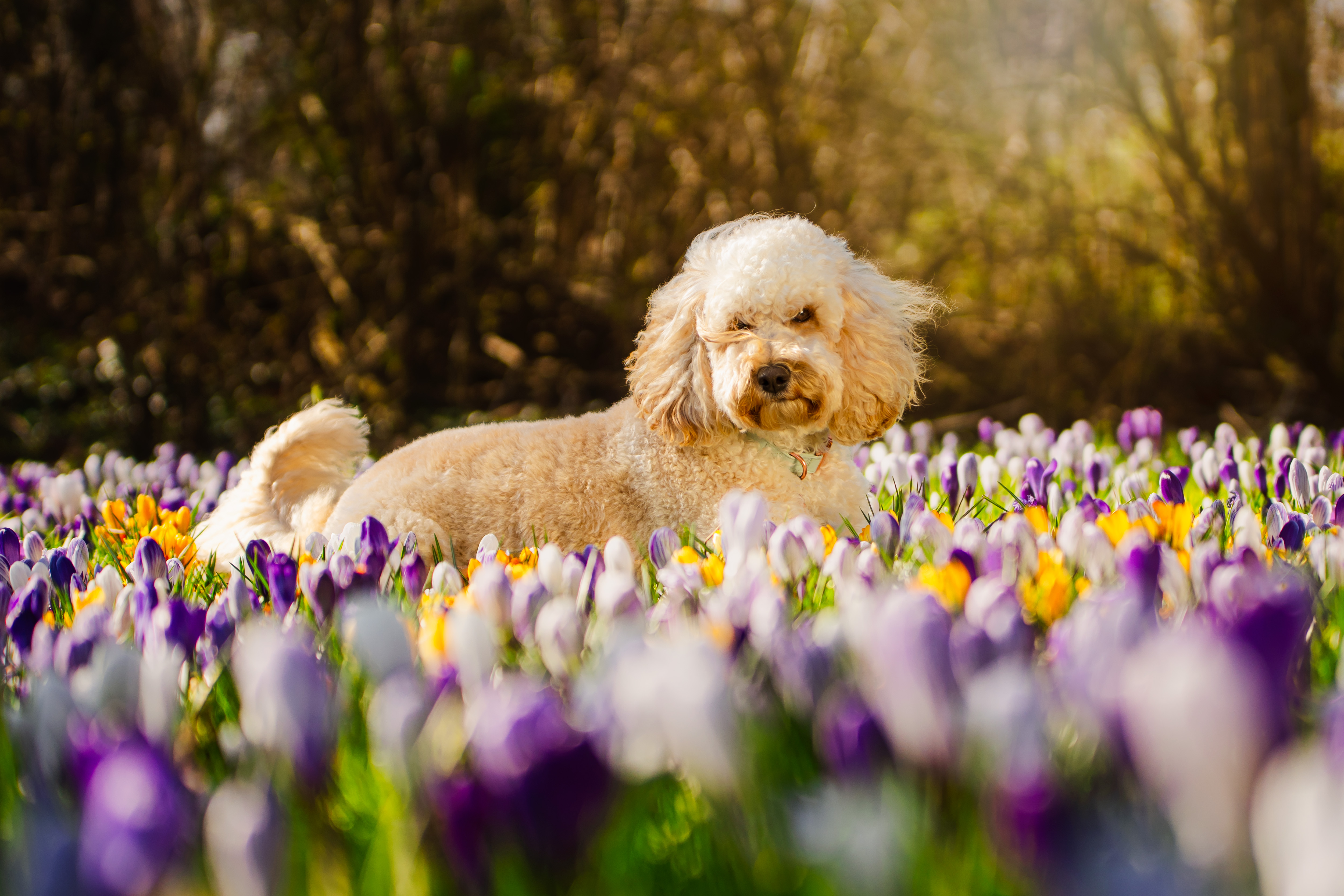 YIP VOLGEN OP INSTA?